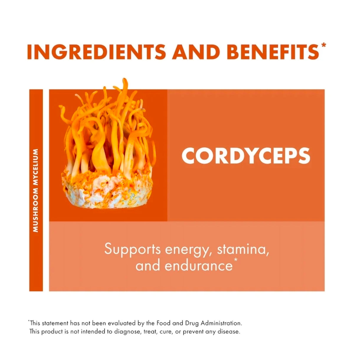 Cordyceps Mushroom