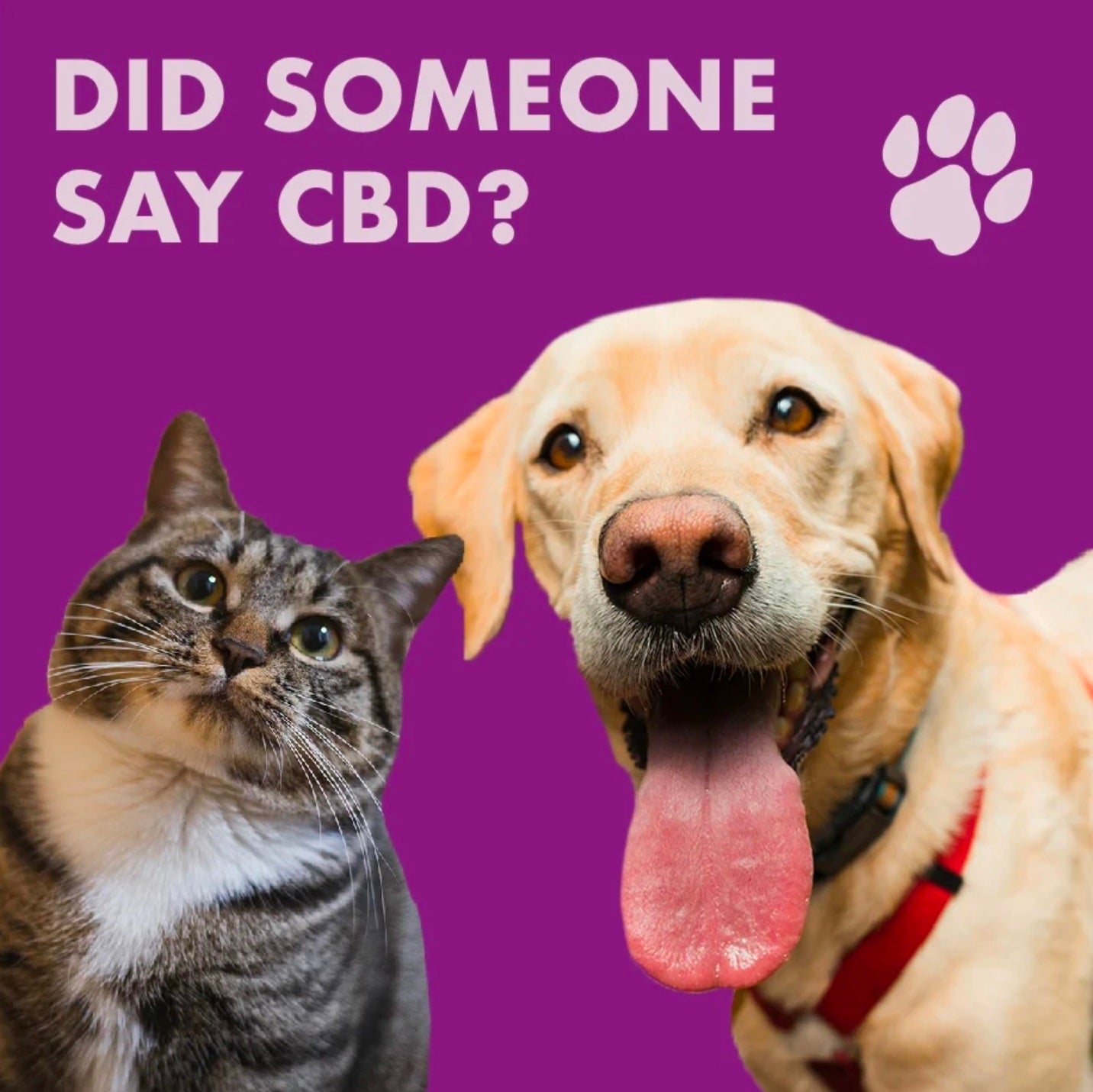 Pet Tincture